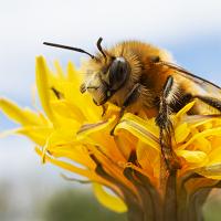 Hairy Footed Flower Bee wideangle 2 